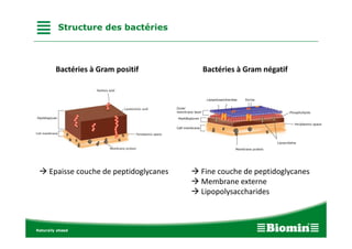 Structure des bactéries
→ Fine couchede peptidoglycanes
→ Membrane externe
→ Lipopolysaccharides
Bactéries àGram positif Bactéries àGram négatif
→ Epaisse couche de peptidoglycanes
 