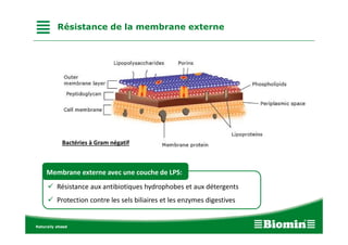 Résistance de la membrane externe
BactériesàGramnégatif
Membrane externe avec une couche de LPS:
✓ Résistanceauxantibiotiqueshydrophobes et aux détergents
✓ Protection contre les selsbiliaires et les enzymesdigestives
 
