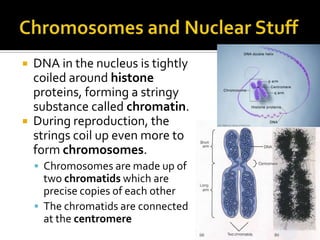 AP Biology Week 4 - DNA and Cell Division | PPT