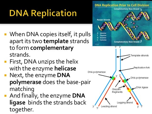 AP Biology Week 4 DNA and Cell Division