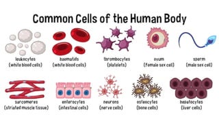 Cell types.pdf