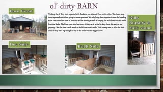 ol’ dirty BARN
We keep the ol’ dirty herd separated with Bucks on one side and Does on the other. We always keep
them separated even when going to remote pastures. We only bring them together in time for breeding
so we can control the time of year they will be kidding as well as keeping the Milk fresh with no smells
from the Bucks. The Does come into heat every 21 days so it is vital to keep them this way on our
property. We also have a milk stand we built from scratch and a Kids nursery next to it for the little
one’s til they are a big enough to stay in the stalls with the bigger Goats
 