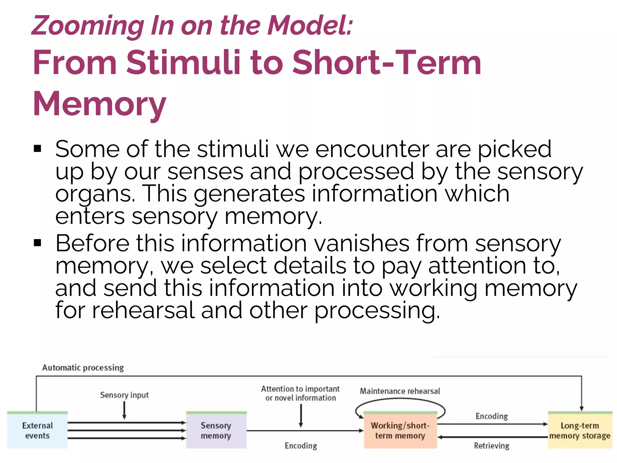 Zooming In on the Model:
From Stimuli to Short-Term
Memory
§ Some of the stimuli we encounter are picked
up by our senses and processed by the sensory
organs. This generates information which
enters sensory memory.
§ Before this information vanishes from sensory
memory, we select details to pay attention to,
and send this information into working memory
for rehearsal and other processing.
 