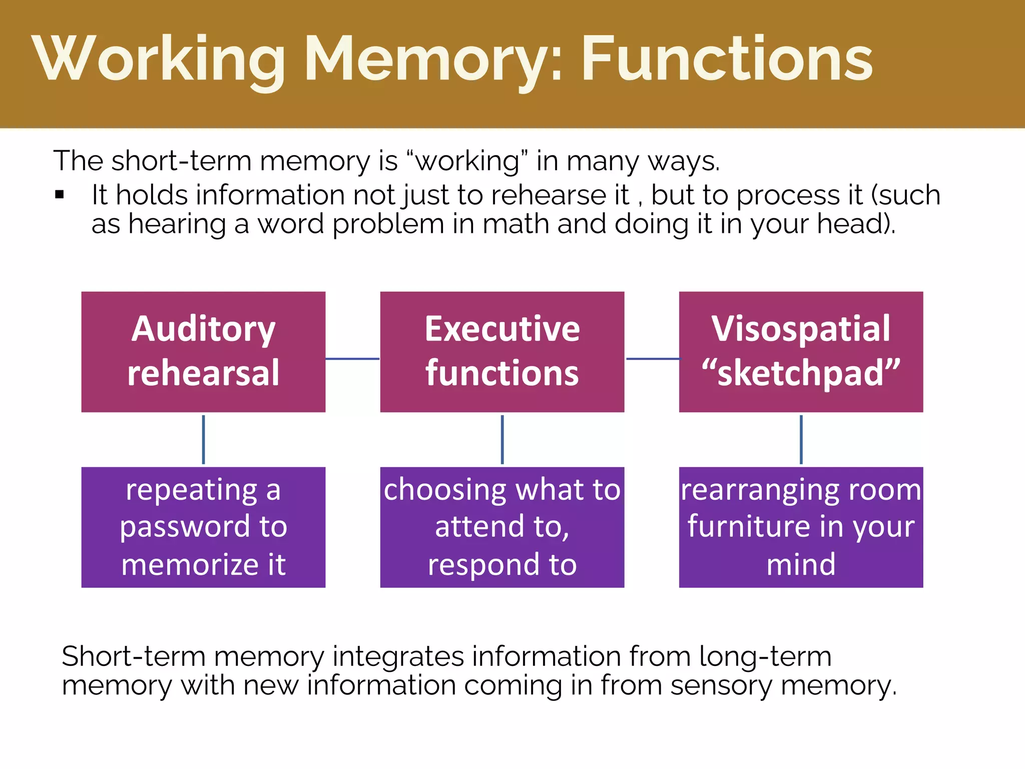Working Memory: Functions
Short-term memory integrates information from long-term
memory with new information coming in from sensory memory.
The short-term memory is “working” in many ways.
§ It holds information not just to rehearse it , but to process it (such
as hearing a word problem in math and doing it in your head).
Auditory
rehearsal
repeating a
password to
memorize it
Executive
functions
choosing what to
attend to,
respond to
Visospatial
“sketchpad”
rearranging room
furniture in your
mind
 