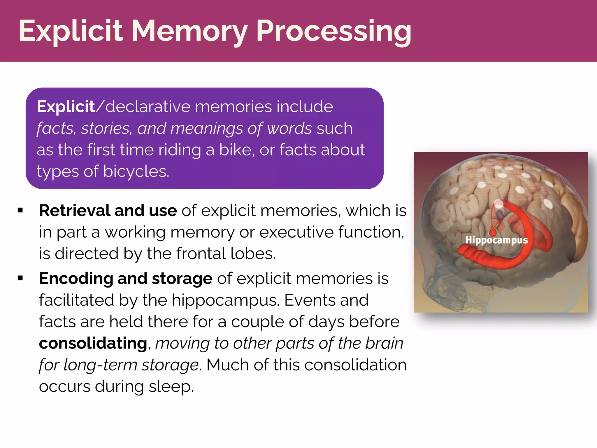 Explicit Memory Processing
§ Retrieval and use of explicit memories, which is
in part a working memory or executive function,
is directed by the frontal lobes.
§ Encoding and storage of explicit memories is
facilitated by the hippocampus. Events and
facts are held there for a couple of days before
consolidating, moving to other parts of the brain
for long-term storage. Much of this consolidation
occurs during sleep.
Explicit/declarative memories include
facts, stories, and meanings of words such
as the first time riding a bike, or facts about
types of bicycles.
 