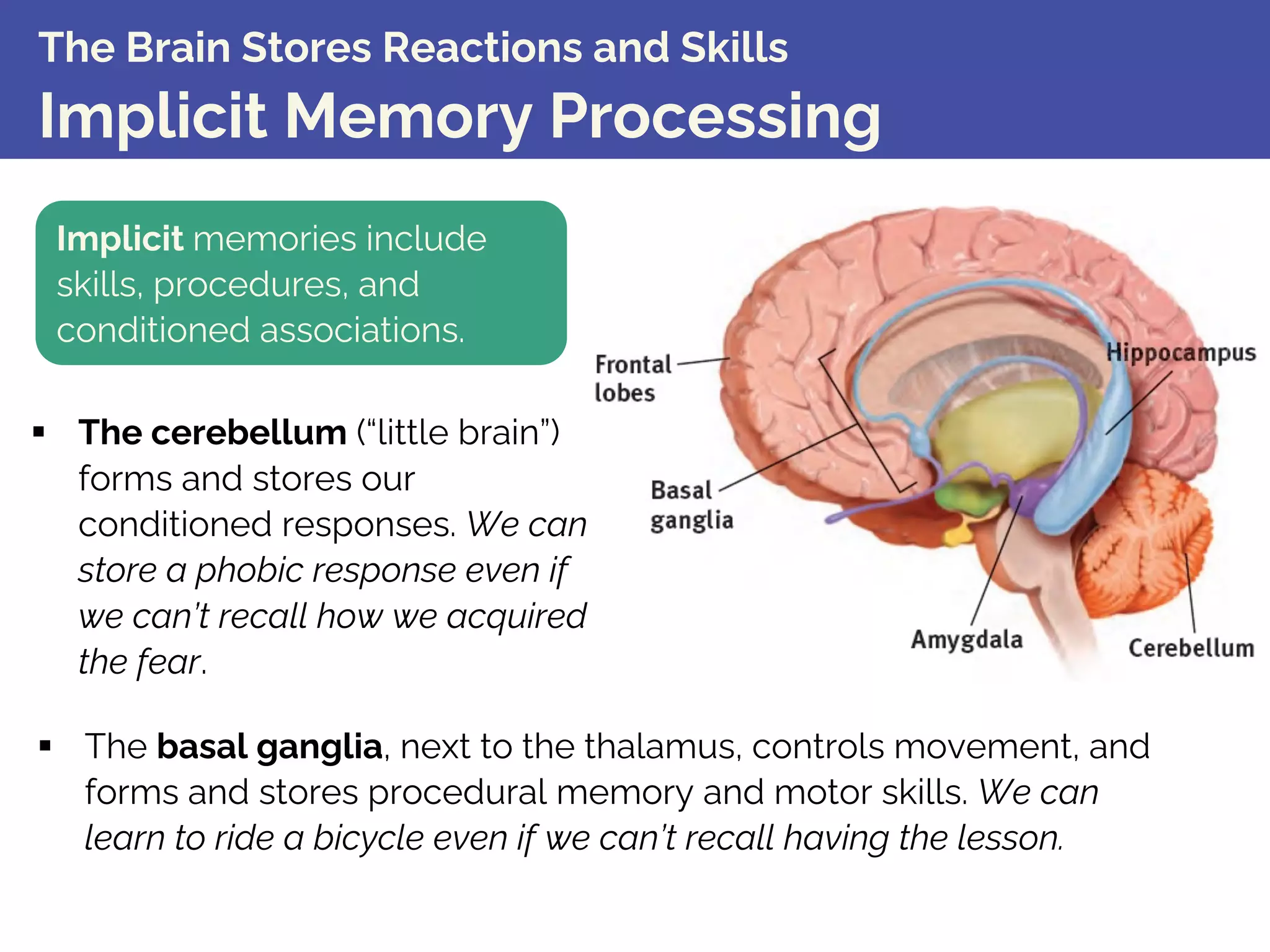 The Brain Stores Reactions and Skills
Implicit Memory Processing
Implicit memories include
skills, procedures, and
conditioned associations.
§ The cerebellum (“little brain”)
forms and stores our
conditioned responses. We can
store a phobic response even if
we can’t recall how we acquired
the fear.
§ The basal ganglia, next to the thalamus, controls movement, and
forms and stores procedural memory and motor skills. We can
learn to ride a bicycle even if we can’t recall having the lesson.
 