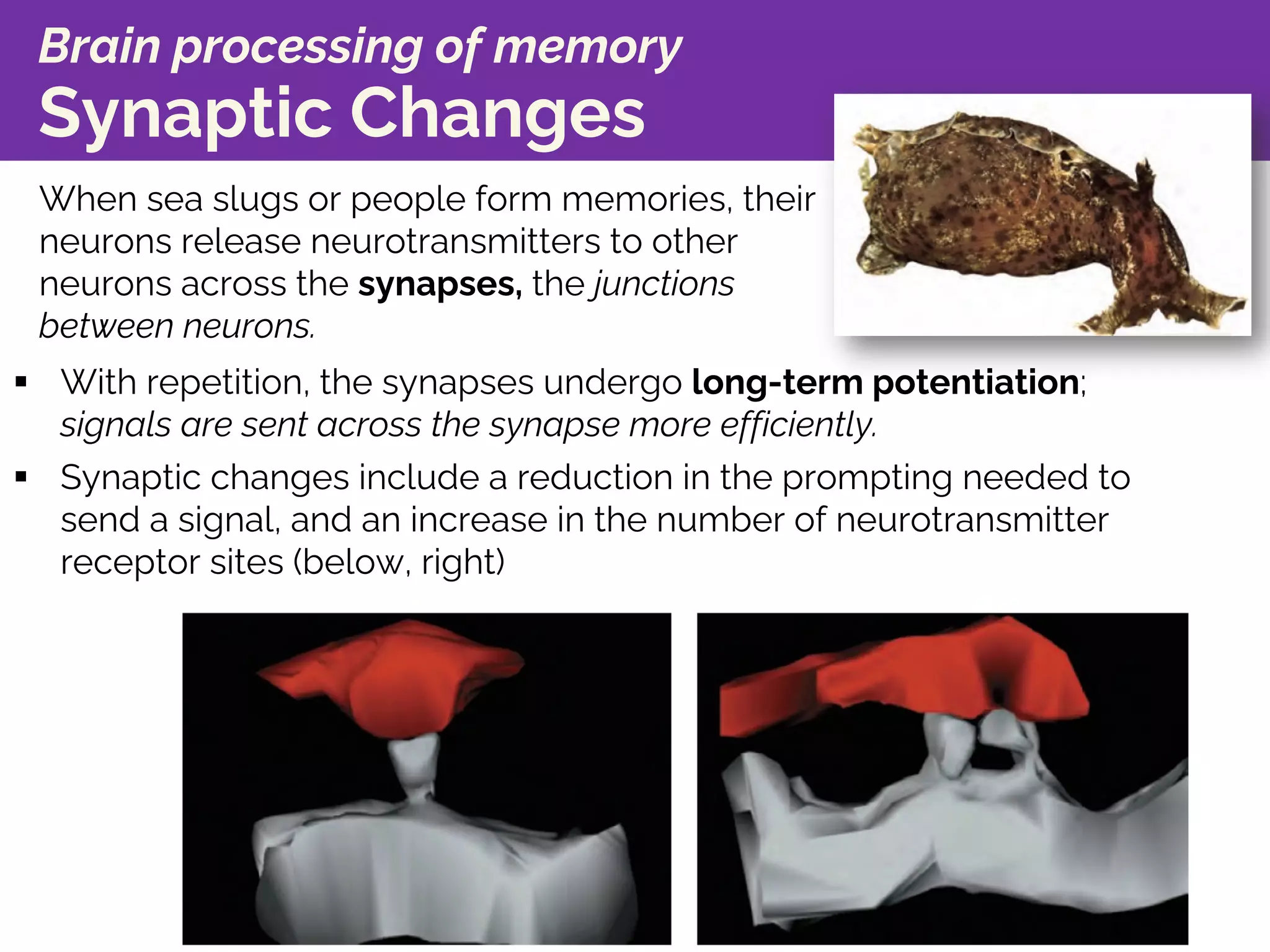 Brain processing of memory
Synaptic Changes
When sea slugs or people form memories, their
neurons release neurotransmitters to other
neurons across the synapses, the junctions
between neurons.
§ With repetition, the synapses undergo long-term potentiation;
signals are sent across the synapse more efficiently.
§ Synaptic changes include a reduction in the prompting needed to
send a signal, and an increase in the number of neurotransmitter
receptor sites (below, right)
 