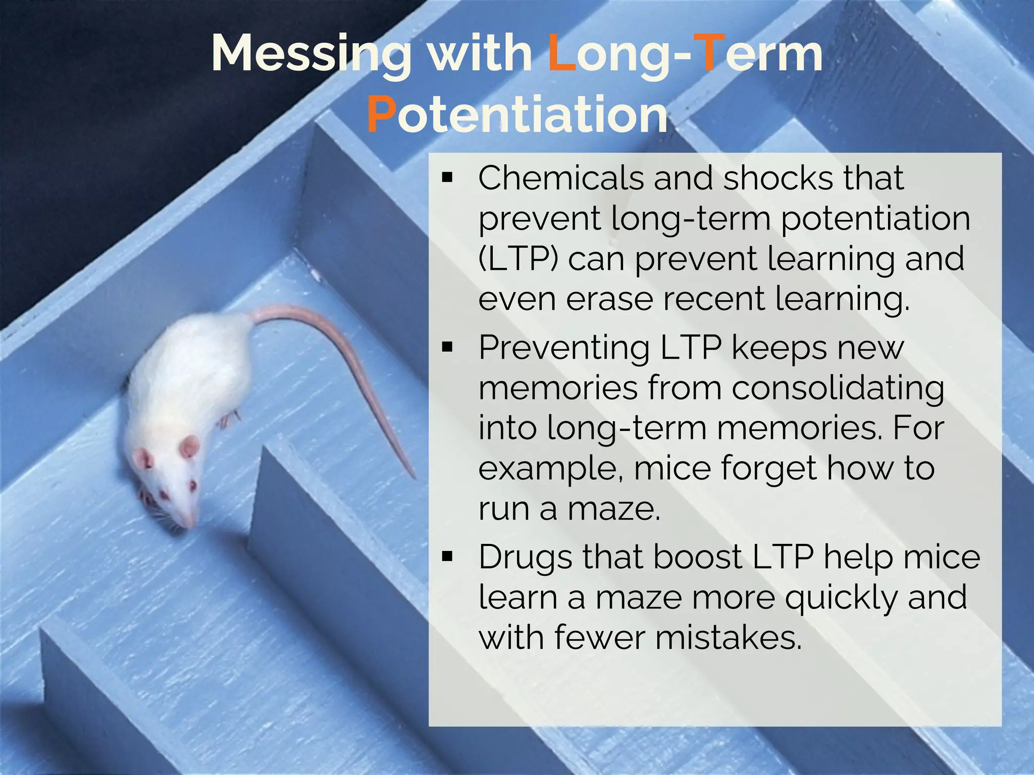 Messing with Long-Term
Potentiation
§ Chemicals and shocks that
prevent long-term potentiation
(LTP) can prevent learning and
even erase recent learning.
§ Preventing LTP keeps new
memories from consolidating
into long-term memories. For
example, mice forget how to
run a maze.
§ Drugs that boost LTP help mice
learn a maze more quickly and
with fewer mistakes.
 