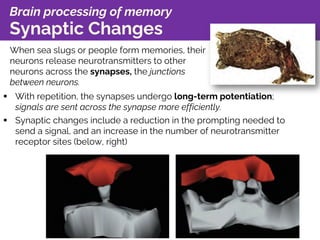 Brain processing of memory
Synaptic Changes
When sea slugs or people form memories, their
neurons release neurotransmitter...