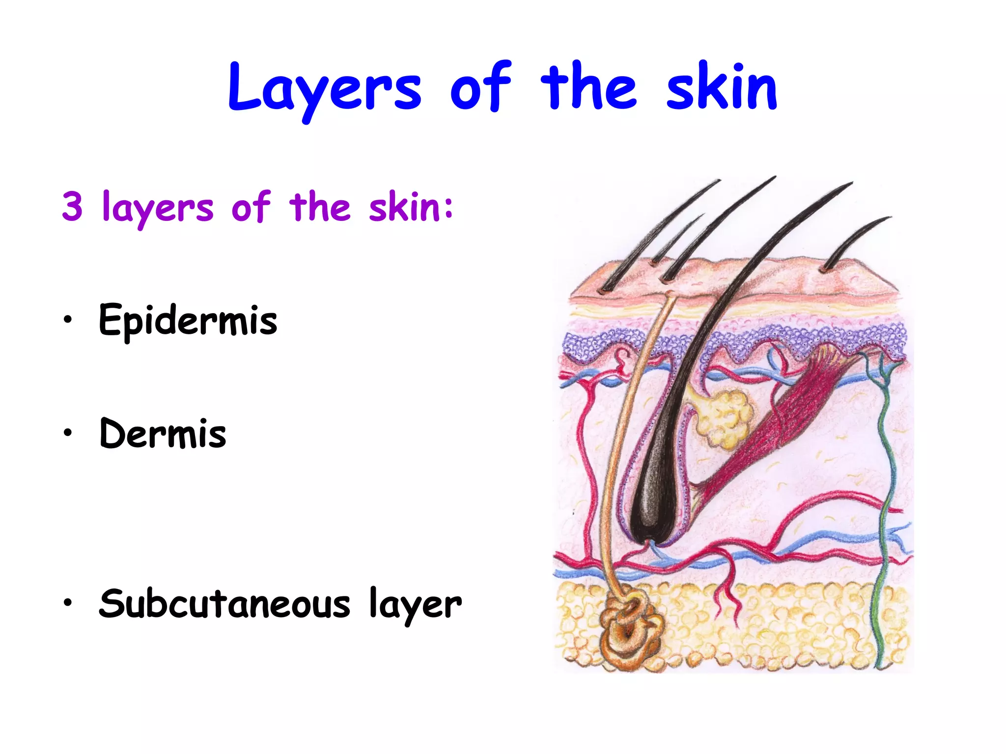 Week 4 structure of the skin btec | PPT