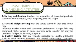 POST-HARVEST
HANDLING ACTIVITIES
1. Sorting and Grading- involves the separation of harvested products
based on various criteria, such as quality, size and shape.
a. Size and Weight Sorting- Fish are sorted based on their size, which
may
influence market value and consumer preferences. Larger fish may
command higher prices in some markets, while smaller fish may be
preferred for specific culinary purposes.
b. Quality Sorting- Fish are visually inspected for quality attributes
such as color, texture, firmness, and overall appearance. Damaged,
bruised, or discolored fish are sorted out to prevent them from
 