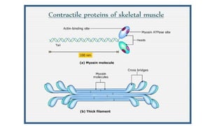Week 5 -Muscle, it types and their structures.pptx