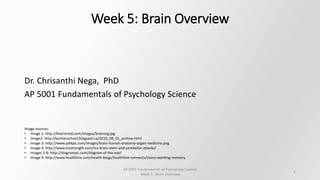 Week 5: Brain Overview
Dr. Chrisanthi Nega, PhD
AP 5001 Fundamentals of Psychology Science
Image sources:
• Image 1: http://brainmind.com/images/brainorg.jpg
• Image2: http://kantianschool.blogspot.ca/2010_08_01_archive.html
• Image 3: http://www.pd4pic.com/images/brain-human-anatomy-organ-medicine.png
• Image 4: http://www.msstrength.com/ms-brain-stem-and-cerebellar-attacks/
• Images 5-8: http://diagrampic.com/diagram-of-the-eye/
• Image 9: http://www.healthline.com/health-blogs/healthline-connects/stress-working-memory
1
AP 5001 Fundamentals of Psychology Science
Week 5 : Brain Overview
 