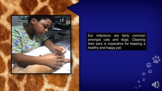 Ear infections are fairly common
amongst cats and dogs. Cleaning
their ears is imperative for keeping a
healthy and happy pet.
 