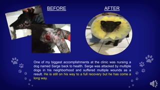 One of my biggest accomplishments at the clinic was nursing a
dog named Sarge back to health. Sarge was attacked by multiple
dogs in his neighborhood and suffered multiple wounds as a
result. He is still on his way to a full recovery but he has come a
long way.
BEFORE AFTER
 