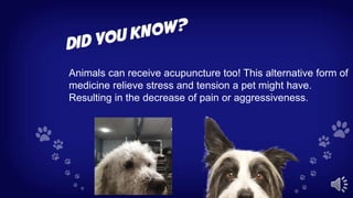 Animals can receive acupuncture too! This alternative form of
medicine relieve stress and tension a pet might have.
Resulting in the decrease of pain or aggressiveness.
 