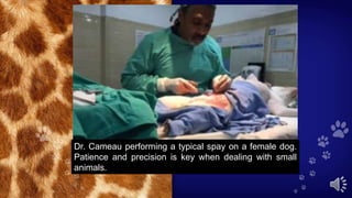 Dr. Cameau performing a typical spay on a female dog.
Patience and precision is key when dealing with small
animals.
 