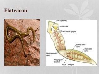 Flatworm
 