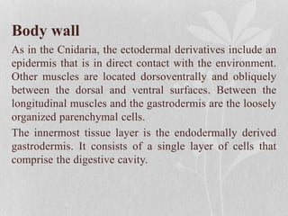 Body wall
As in the Cnidaria, the ectodermal derivatives include an
epidermis that is in direct contact with the environment.
Other muscles are located dorsoventrally and obliquely
between the dorsal and ventral surfaces. Between the
longitudinal muscles and the gastrodermis are the loosely
organized parenchymal cells.
The innermost tissue layer is the endodermally derived
gastrodermis. It consists of a single layer of cells that
comprise the digestive cavity.
 