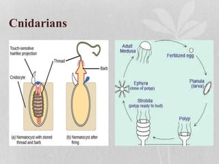 Cnidarians
 