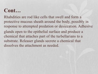 Cont…
Rhabdities are rod like cells that swell and form a
protective mucous sheath around the body, possibly in
response to attempted predation or desiccation. Adhesive
glands open to the epithelial surface and produce a
chemical that attaches part of the turbellarians to a
substrate. Releaser glands secrete a chemical that
dissolves the attachment as needed.
 