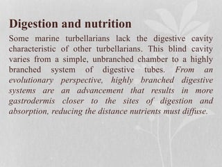Digestion and nutrition
Some marine turbellarians lack the digestive cavity
characteristic of other turbellarians. This blind cavity
varies from a simple, unbranched chamber to a highly
branched system of digestive tubes. From an
evolutionary perspective, highly branched digestive
systems are an advancement that results in more
gastrodermis closer to the sites of digestion and
absorption, reducing the distance nutrients must diffuse.
 