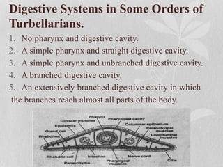 Digestive Systems in Some Orders of
Turbellarians.
1. No pharynx and digestive cavity.
2. A simple pharynx and straight digestive cavity.
3. A simple pharynx and unbranched digestive cavity.
4. A branched digestive cavity.
5. An extensively branched digestive cavity in which
the branches reach almost all parts of the body.
 