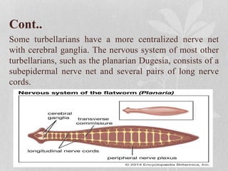 Cont..
Some turbellarians have a more centralized nerve net
with cerebral ganglia. The nervous system of most other
turbellarians, such as the planarian Dugesia, consists of a
subepidermal nerve net and several pairs of long nerve
cords.
 