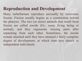 Reproduction and Development
Many turbellarians reproduce asexually by transverse
fission. Fission usually begins as a constriction behind
the pharynx. The two (or more) animals that result from
fission are called zooids (Gr., zoon, living being or
animal), and they regenerate missing parts after
separating from each other. Sometimes, the zooids
remain attached until they have attained a fairly complete
degree of development, at which time they detach as
independent individuals.
 