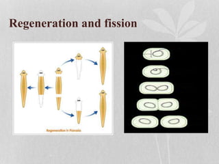 Regeneration and fission
 
