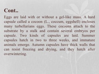 Cont..
Eggs are laid with or without a gel-like mass. A hard
capsule called a cocoon (L., coccum, eggshell) encloses
many turbellarians eggs. These cocoons attach to the
substrate by a stalk and contain several embryos per
capsule. Two kinds of capsules are laid. Summer
capsules hatch in two to three weeks, and immature
animals emerge. Autumn capsules have thick walls that
can resist freezing and drying, and they hatch after
overwintering.
 