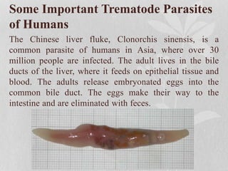 Some Important Trematode Parasites
of Humans
The Chinese liver fluke, Clonorchis sinensis, is a
common parasite of humans in Asia, where over 30
million people are infected. The adult lives in the bile
ducts of the liver, where it feeds on epithelial tissue and
blood. The adults release embryonated eggs into the
common bile duct. The eggs make their way to the
intestine and are eliminated with feces.
 