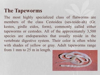 The Tapeworms
The most highly specialized class of flatworms are
members of the class Cestoidea (ses-toide-ah) (Gr.
kestos, girdle eidos, form), commonly called either
tapeworms or cestodes. All of the approximately 3,500
species are endoparasites that usually reside in the
vertebrate digestive system. Their color is often white
with shades of yellow or gray. Adult tapeworms range
from 1 mm to 25 m in length.
 