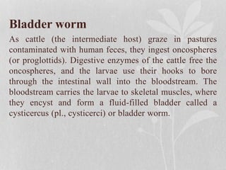 Bladder worm
As cattle (the intermediate host) graze in pastures
contaminated with human feces, they ingest oncospheres
(or proglottids). Digestive enzymes of the cattle free the
oncospheres, and the larvae use their hooks to bore
through the intestinal wall into the bloodstream. The
bloodstream carries the larvae to skeletal muscles, where
they encyst and form a fluid-filled bladder called a
cysticercus (pl., cysticerci) or bladder worm.
 