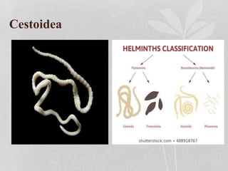 Cestoidea
 