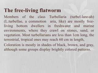 The free-living flatworm
Members of the class Turbellaria (turbel-lare-ah)
(L.turbellae, a commotion aria, like) are mostly free-
living bottom dwellers in freshwater and marine
environments, where they crawl on stones, sand, or
vegetation. Most turbellarians are less than 1cm long, the
terrestrial, tropical ones may reach 60 cm in length,
Coloration is mostly in shades of black, brown, and gray,
although some groups display brightly colored patterns.
 
