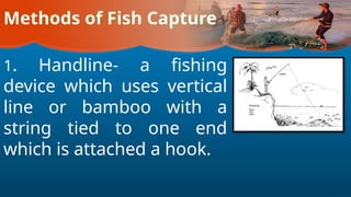 Methods of Fish Capture
1. Handline- a fishing
device which uses vertical
line or bamboo with a
string tied to one end
which is attached a hook.
 