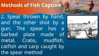 Methods of Fish Capture
2. Spear thrown by hand,
and the other shot by a
gun. The spear has a
barbed plate made of
metal. Crabs, mudfish,
catfish and carp caught by
the spear method
 