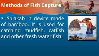 Methods of Fish Capture
3. Salakab- a device made
of bamboo. It is used for
catching mudfish, catfish
and other fresh water fish.
 