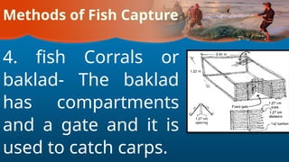 Methods of Fish Capture
4. fish Corrals or
baklad- The baklad
has compartments
and a gate and it is
used to catch carps.
 