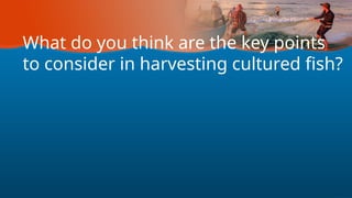 What do you think are the key points
to consider in harvesting cultured fish?
 