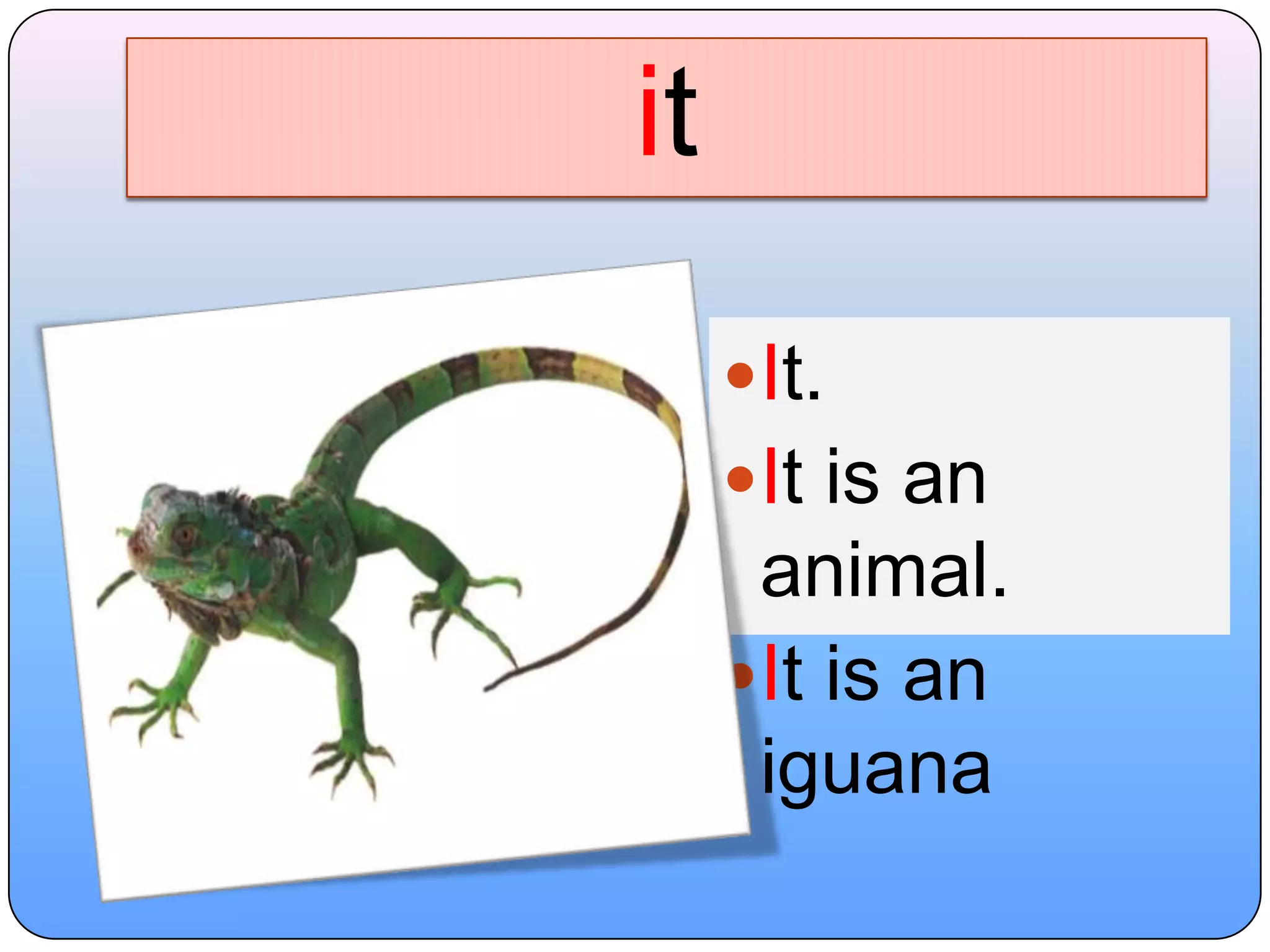 It.It is an animal.It is an iguanait