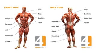 Week 6 - Muscles - names.pptm.pptx.pdfbl | PDF