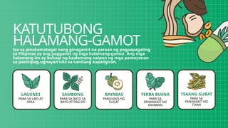 KATUTUBONG
HALAMANG-GAMOT
Isa sa pinakamatagal nang ginagamit na paraan ng pagpapagaling
sa Pilipinas ay ang paggamit ng mga halamang-gamot. Ang mga
halamang ito ay bahagi ng kaalamang naipon ng mga pamayanan
sa pakikipag-ugnayan nila sa kanilang kapaligiran.
LAGUNDI
PARA SA UBO AT
HIKA
SAMBONG
PARA SA BATO SA
BATO AT PAG-IHI
BAYABAS
PANGLINIS NG
SUGAT
YERBA BUENA
PARA SA
PANANAKIT NG
KATAWAN
TSAANG GUBAT
PARA SA
PANANAKIT NG
TIYAN
 