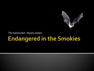 The Indiana Bat : Myotis sodalis
 