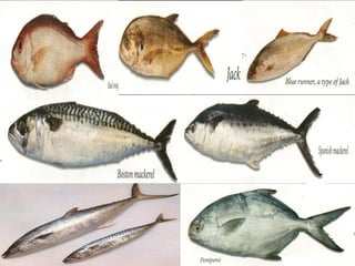 Fish and Shellfish | PPT