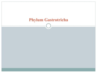 Phylum Gastrotricha
 