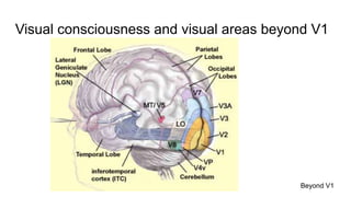 Week 6 neural basis of consciousness neural correlates of consciousness ...