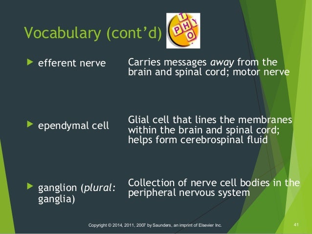 week 6 presentation singular form of ganglia