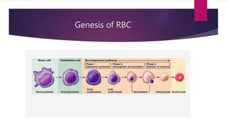 Walker Process Rbc Week6 RBC:an explanation on the process of RBC formation | PPTX